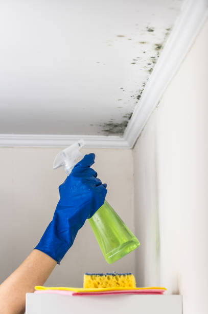 Best Emergency Mold Remediation in Callaway, FL